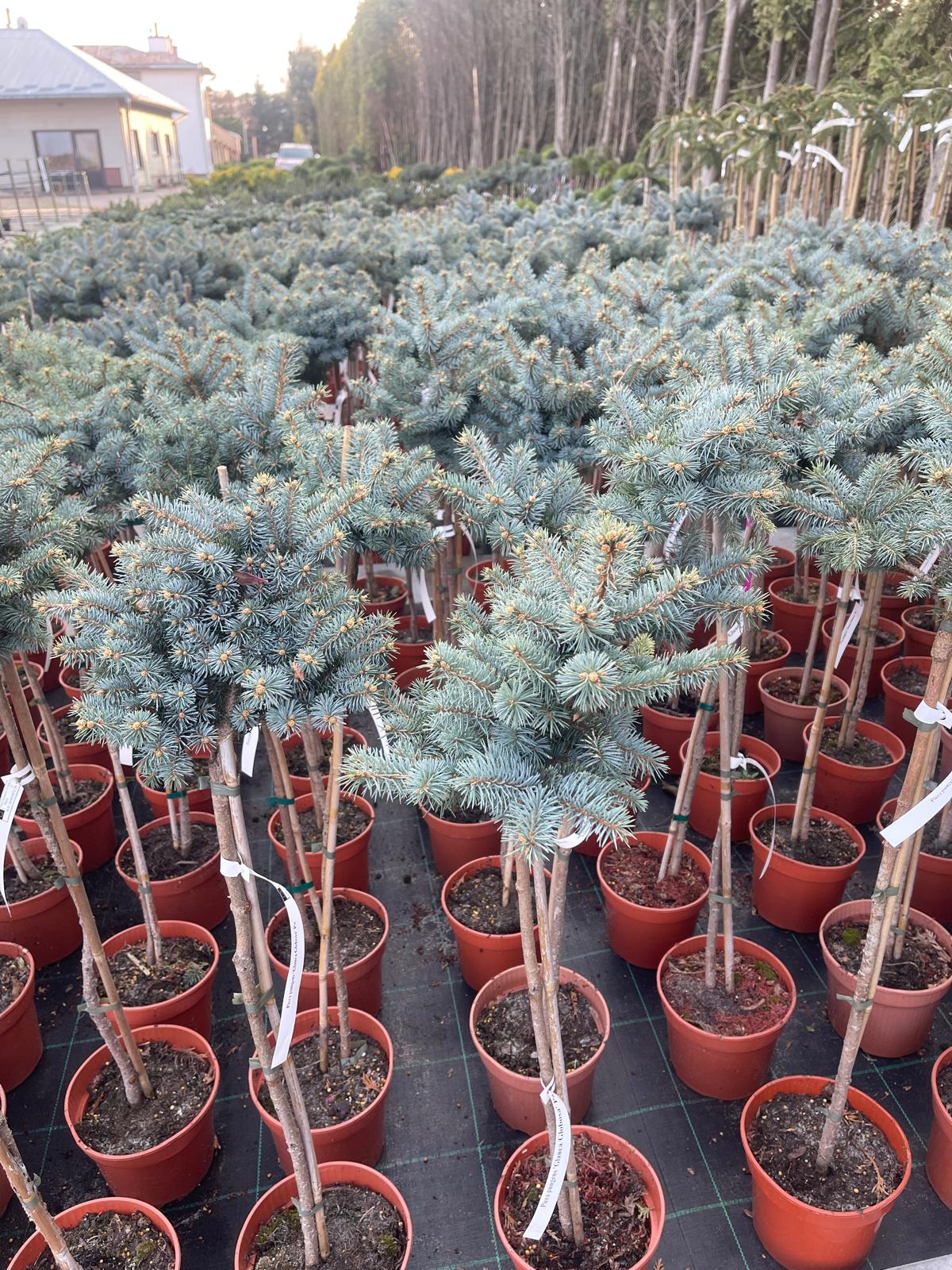 plant001 - Szkółka Ula Milczanowska