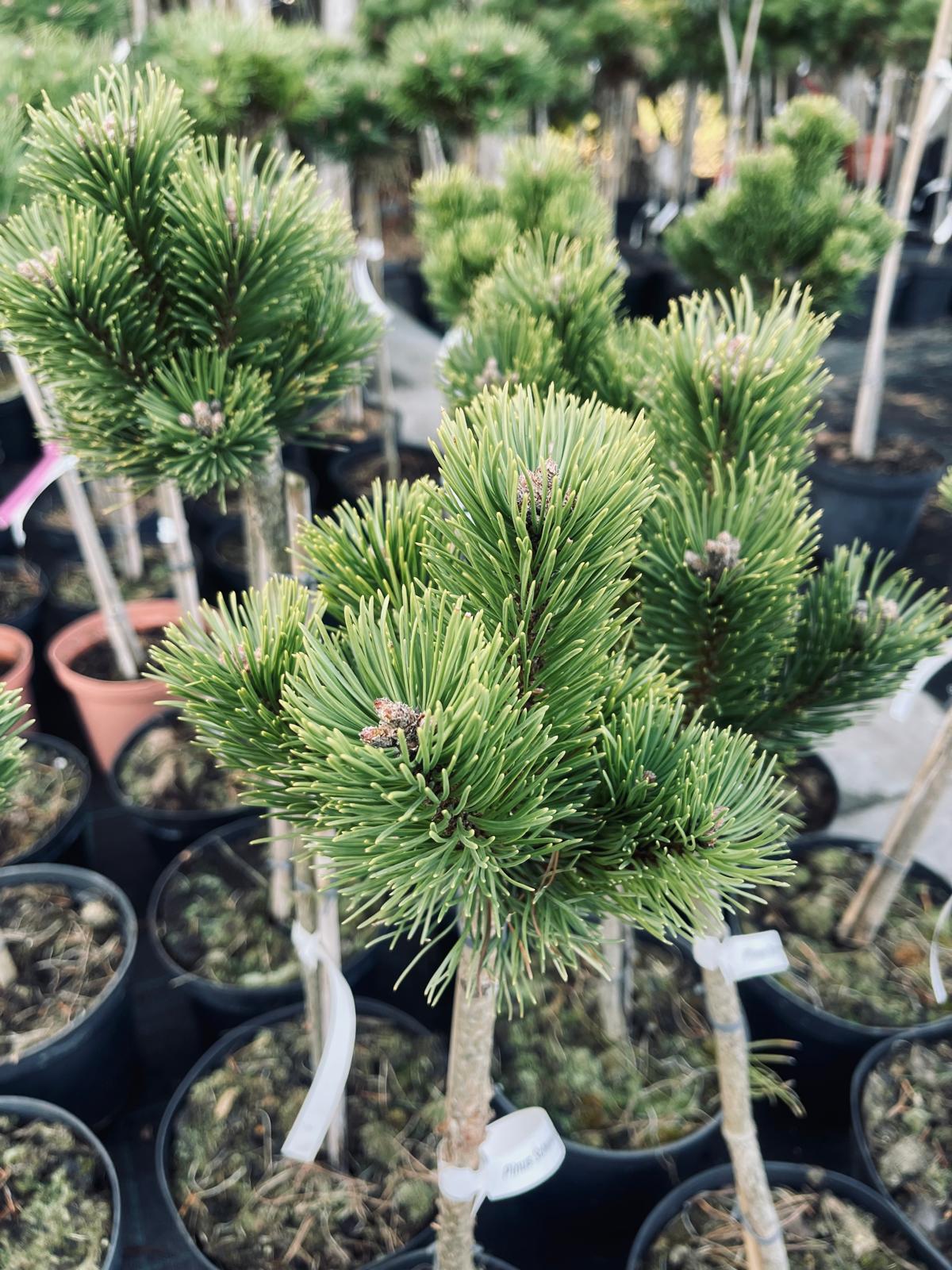 plant020 - Szkółka Ula Milczanowska