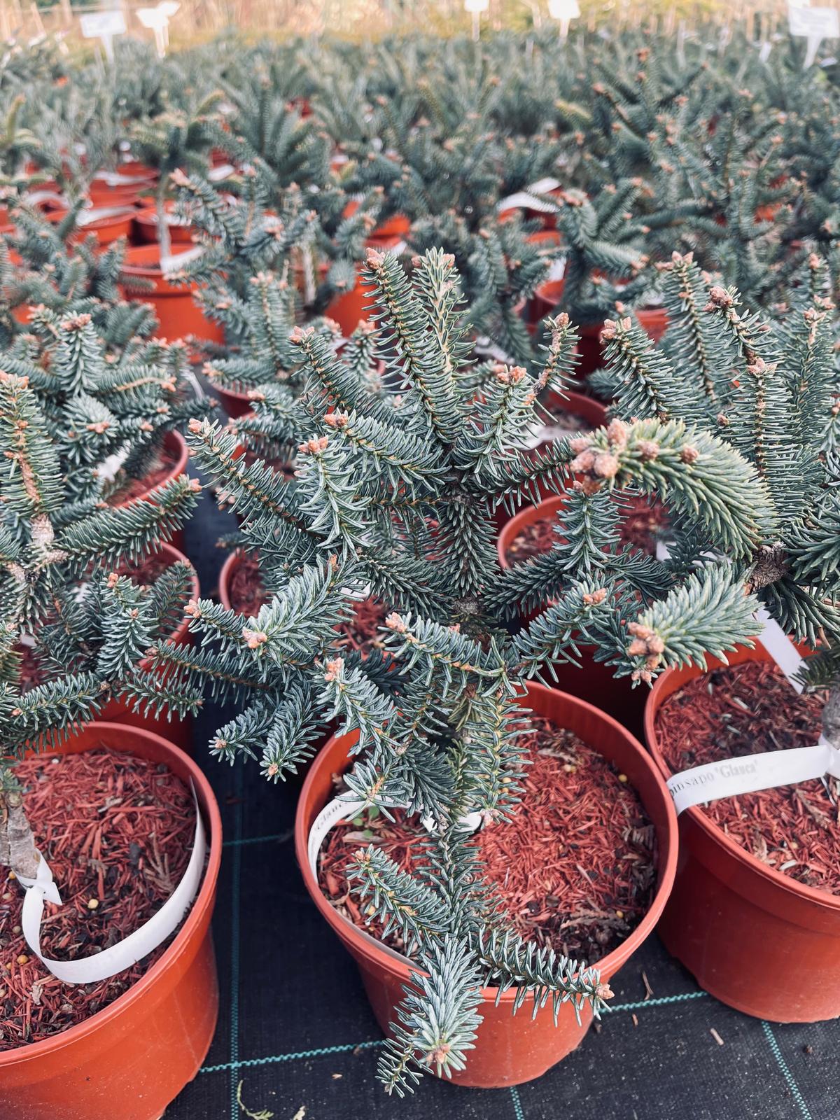 plant023 - Szkółka Ula Milczanowska